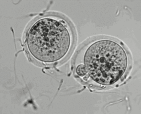 男人一生大概要消耗多少精子？会用完吗？有多少才算合格？