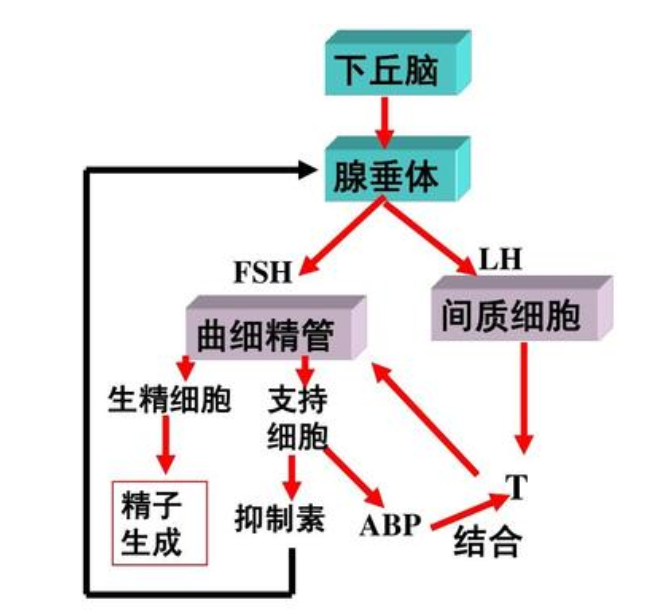男性的精子，会用完吗？.png